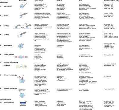 The Mechanics of Mitotic Cell Rounding